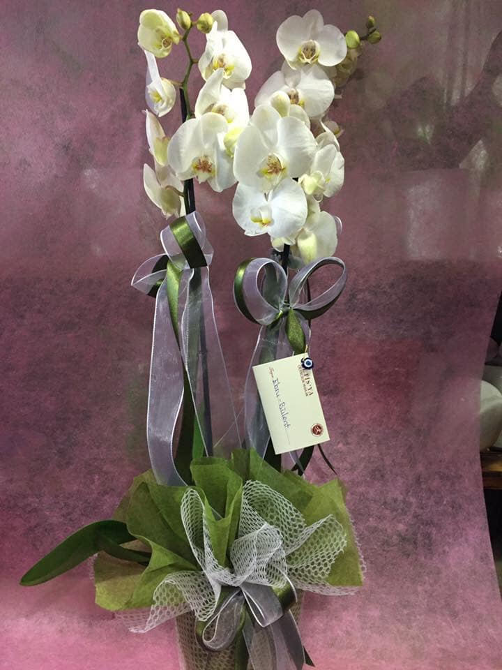 Orkide saksi -ch-113