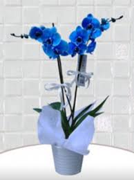 Mavi orkide-ch-83633