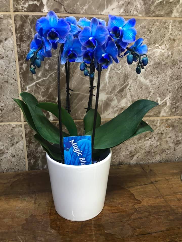 mavi orkide saksi  Seramikli-chb-81383